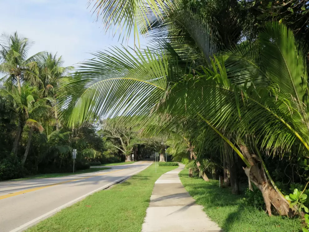 Sidewalk between the beach and the banyan tree walk.