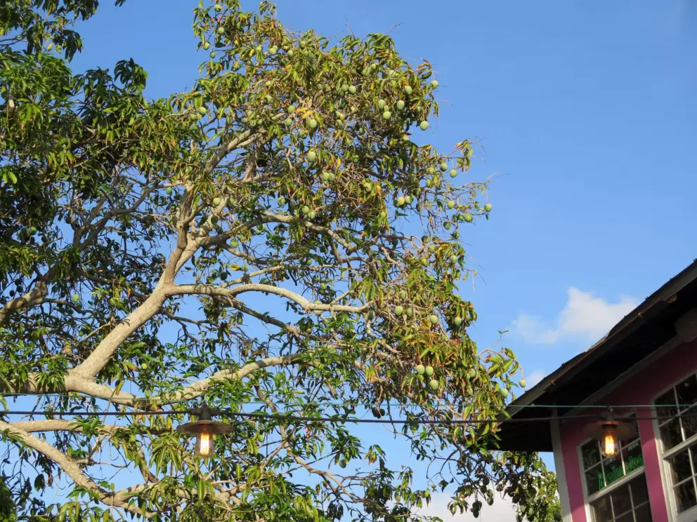 Mango tree at Terra Fermata!