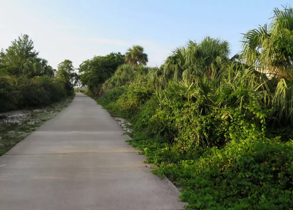 Vegetation along the path.
