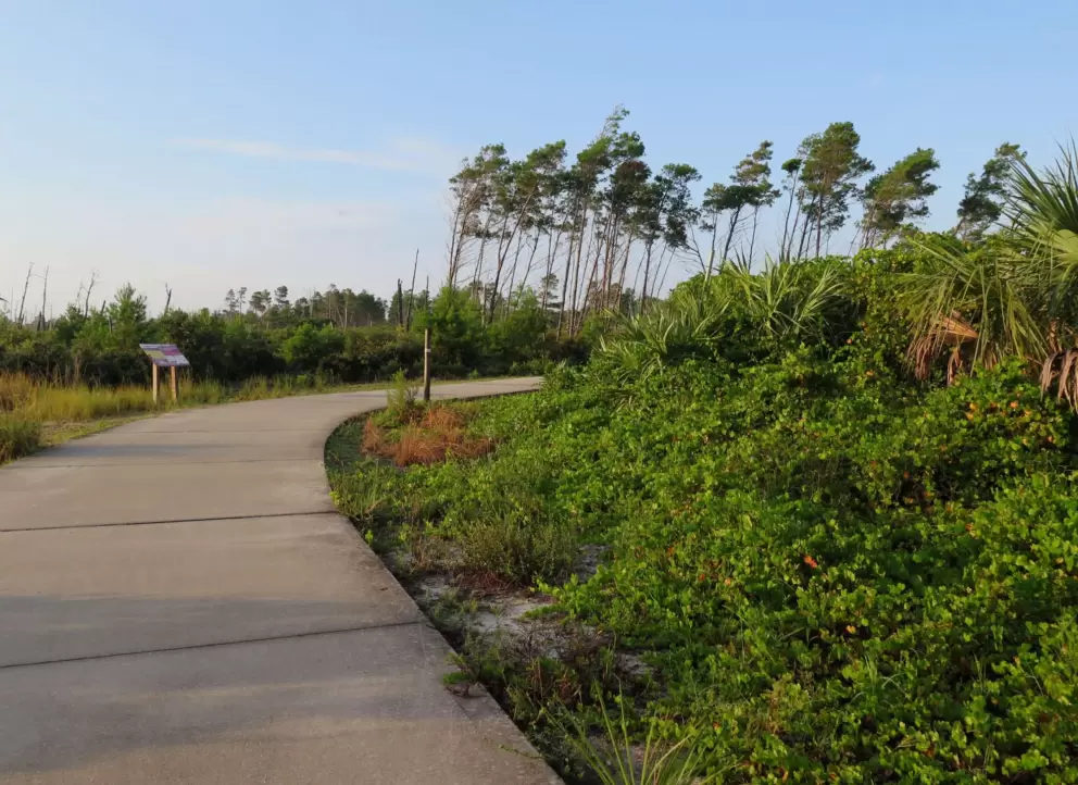 Cute curve of the path with tilted trees.