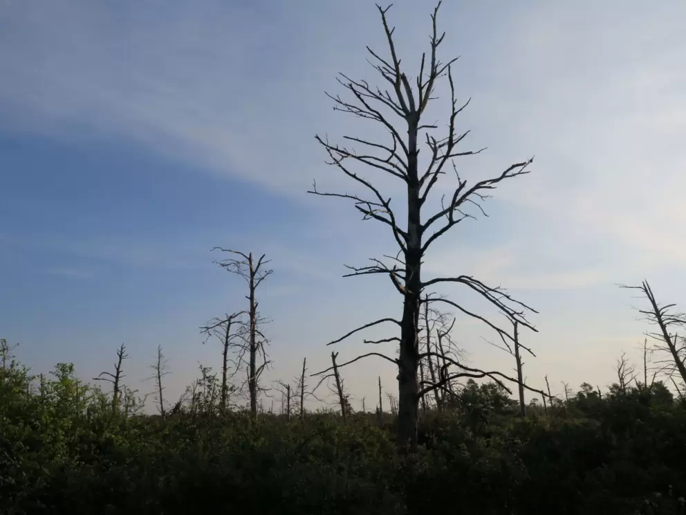 Barren trees silhouetted against the sky.