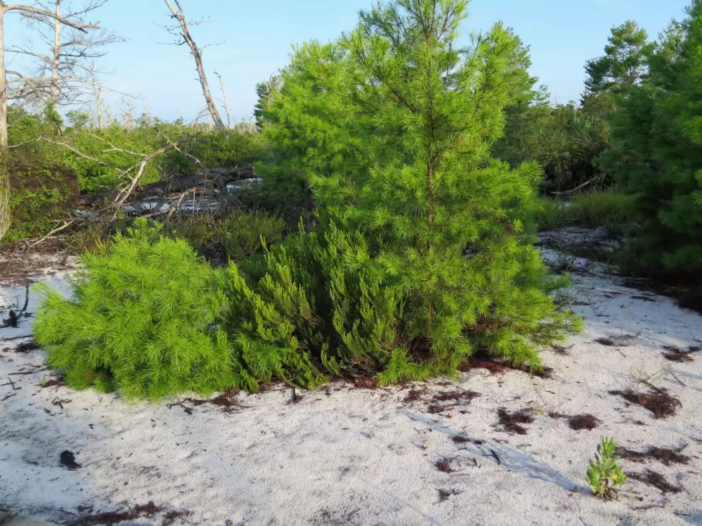 White and and greenest scrub.
