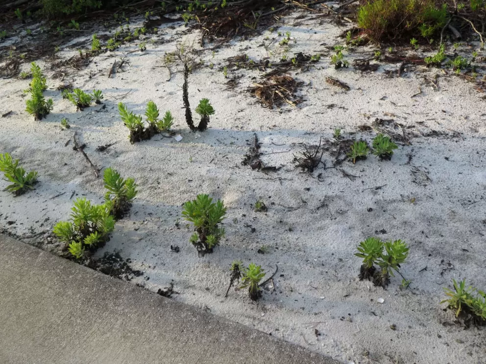 Little scrubs sprouting from the white sand.