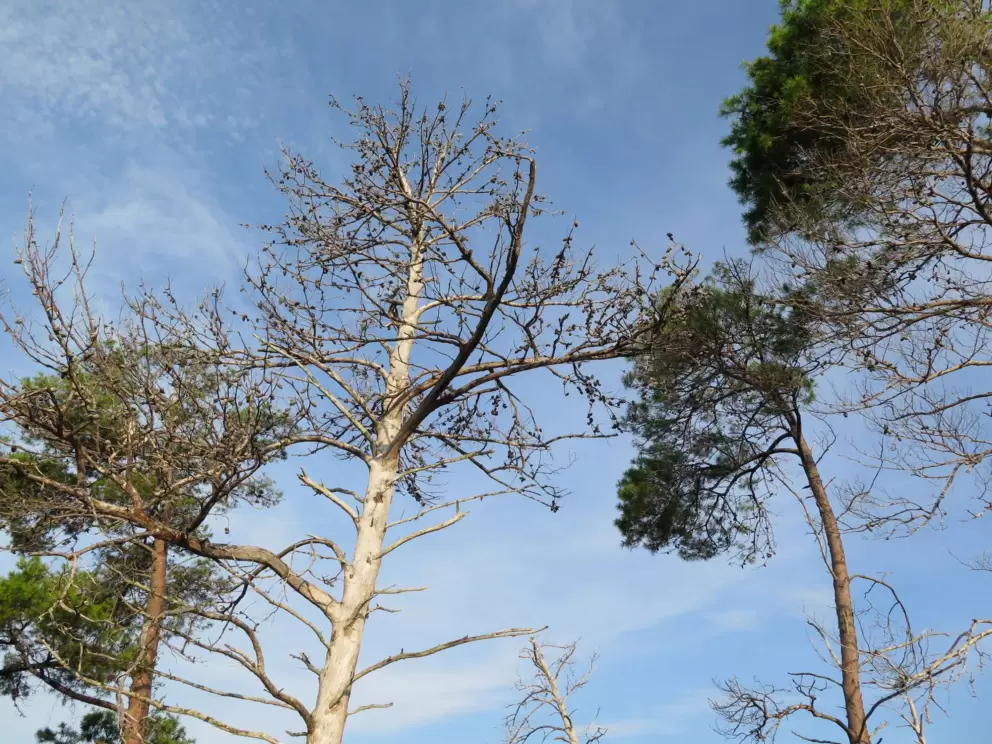 Looking up at a white tree.