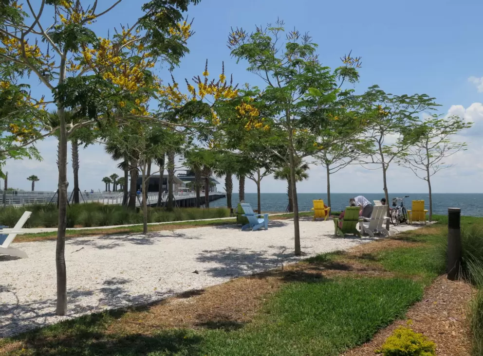Yellow flowering trees near the splash pad.
