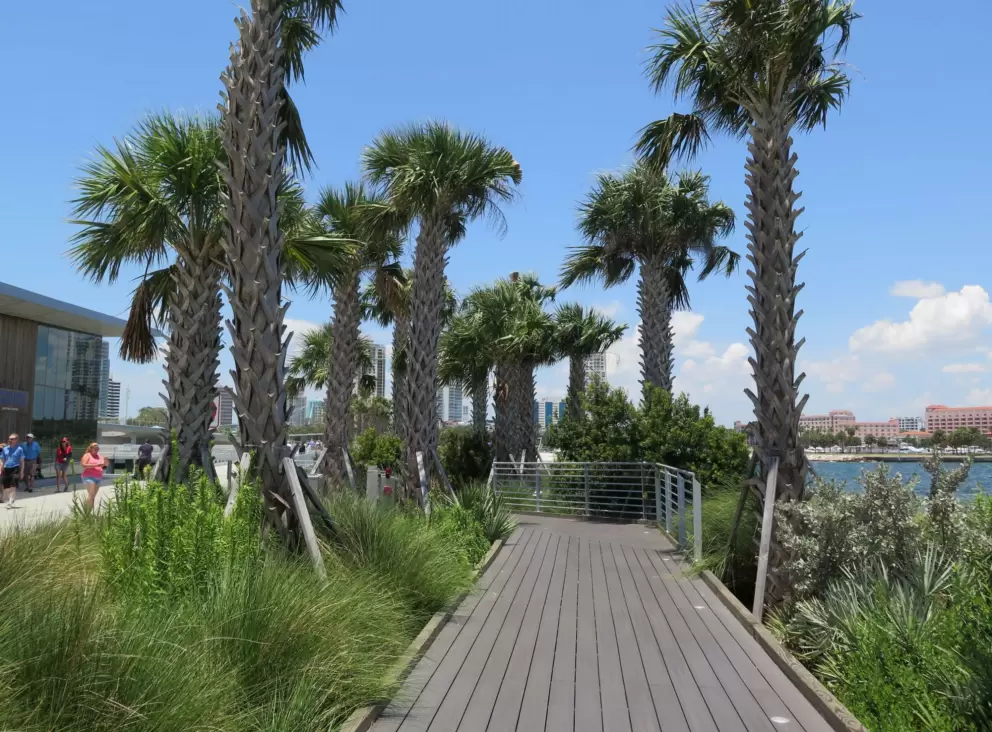 Walkway surrounded by wispy grasses and palms.