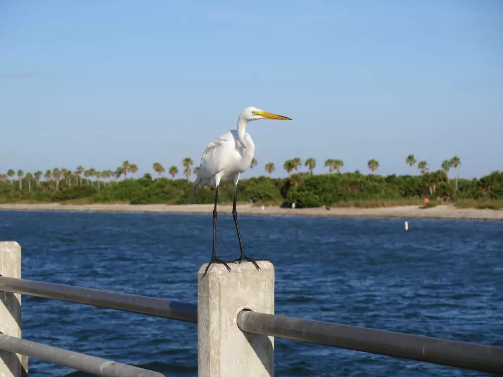 A bird enjoys the view!