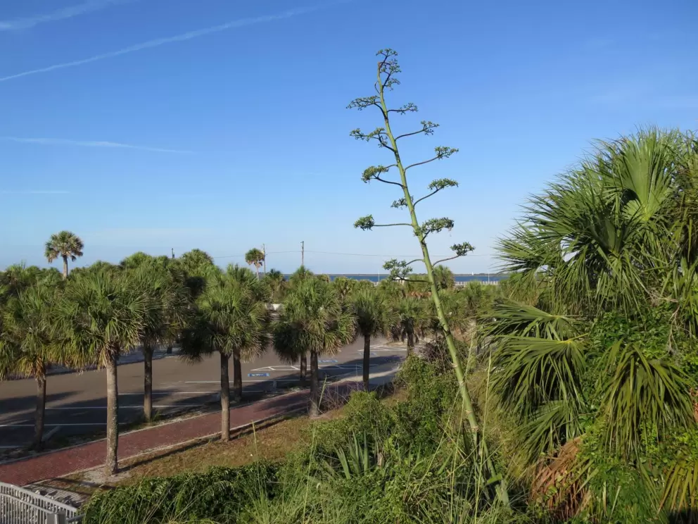 Cute curlicue plant and the parking lot with lots of palms.