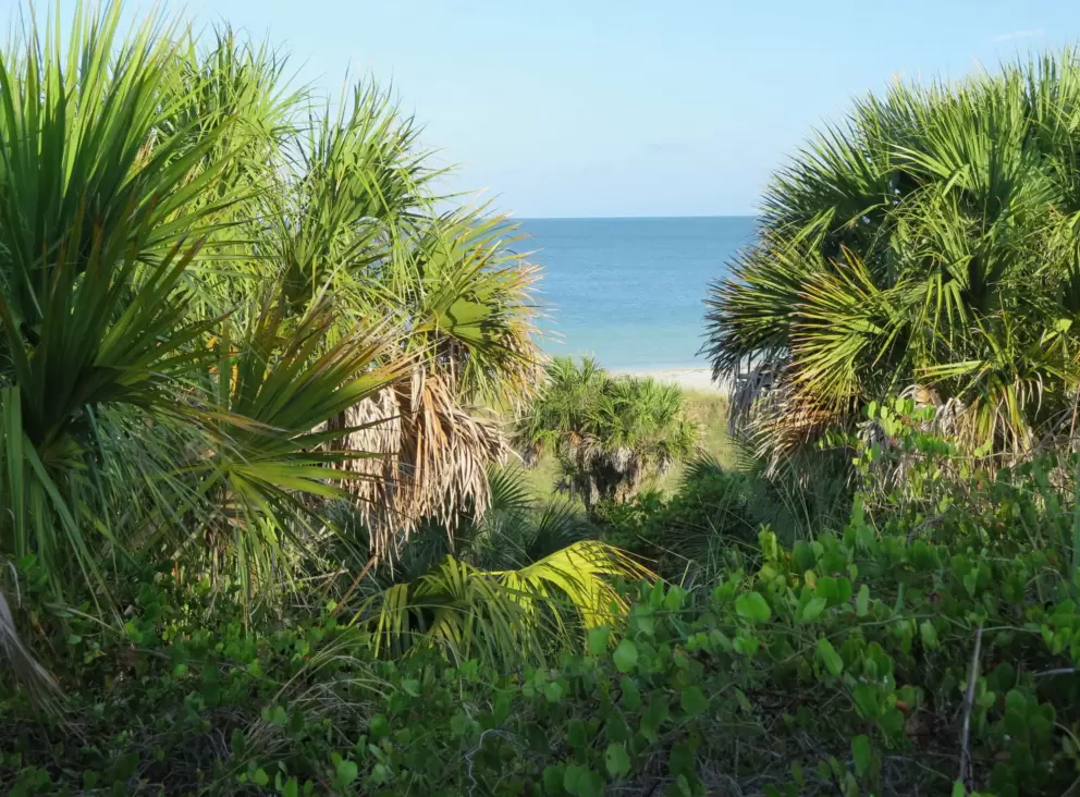 Blue-green water past the palmetto plants.