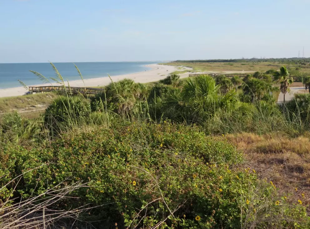 Sea oats and the beach in the distance.