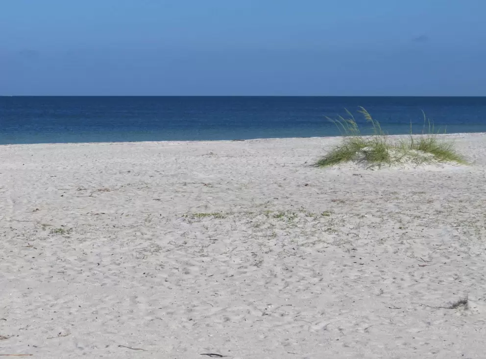 Sea oats in an expanse of white sand.