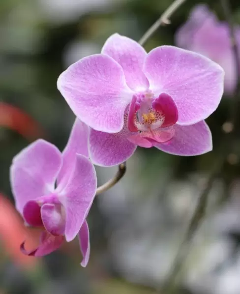 A purple orchid. 