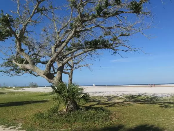 Twisted tree.