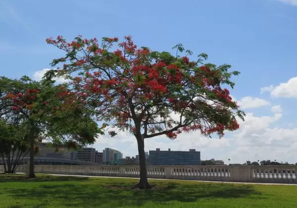 Tree with red flowers.