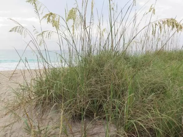 Sea oats!