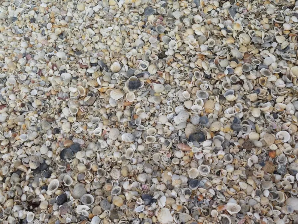 Shells galore!