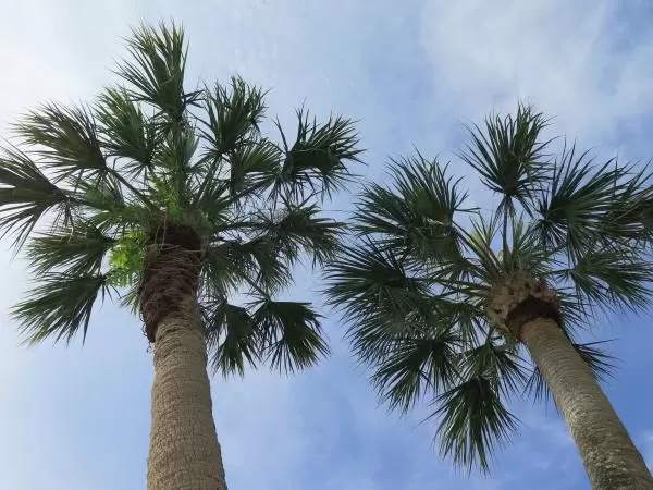Palms up above.