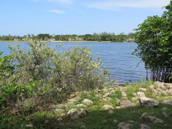 Silvery plants beside the water.