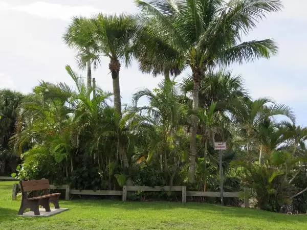 Bench, grass, and palms.