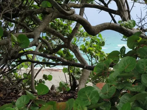 View of the waves through the seagrape trees.