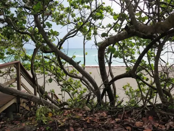 Tangle of seagrape trees, and calm sea behind.