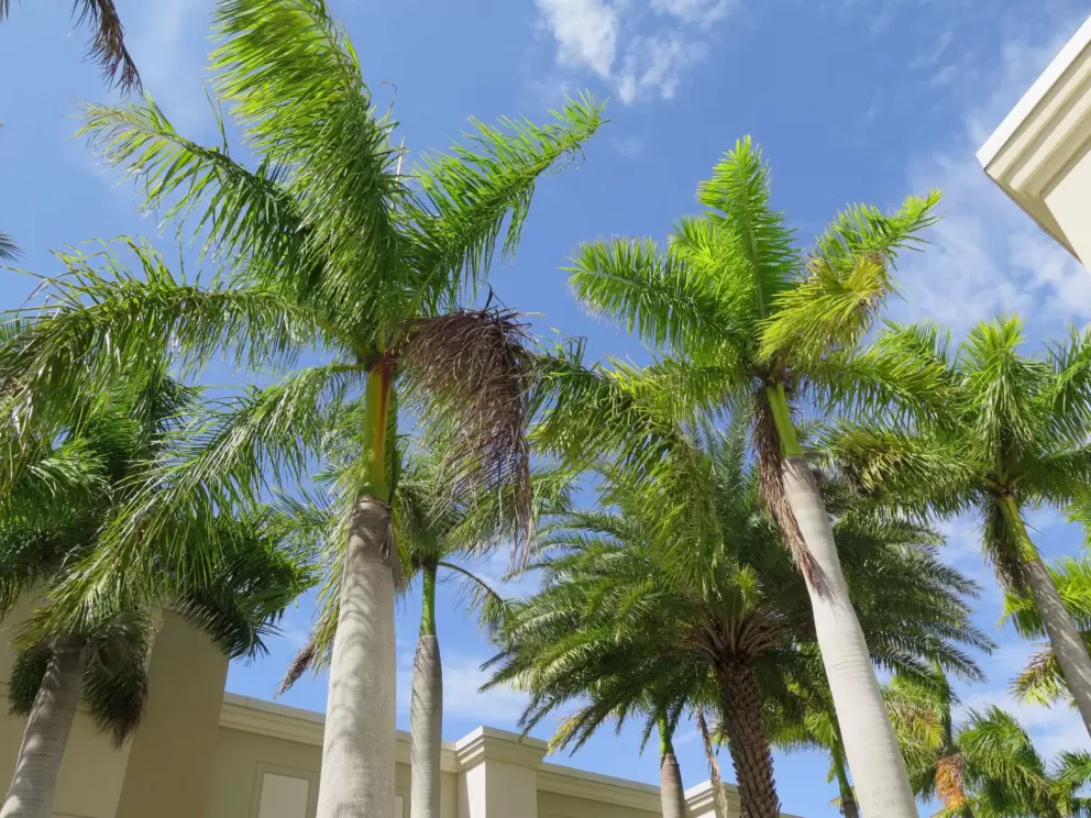 Green palms near the big box stores.
