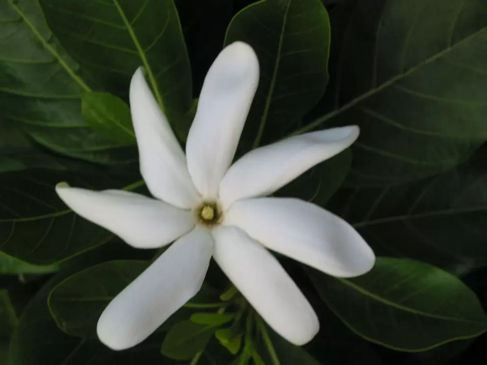 A tropical flower with rich green leaves at Hanapepe Place. 