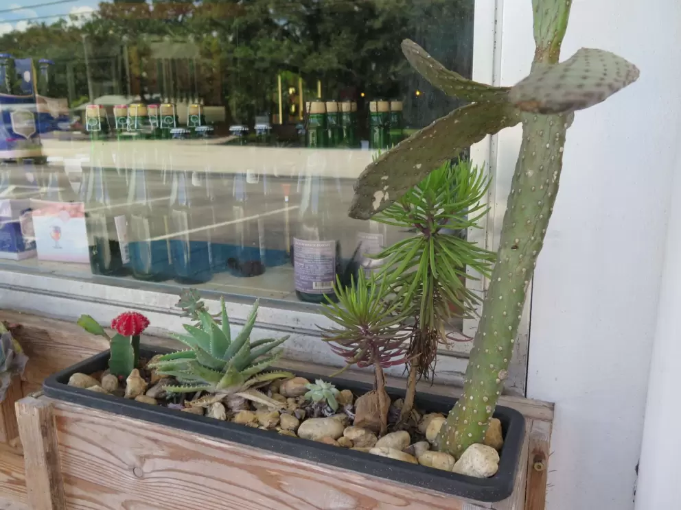 Cactus planter.