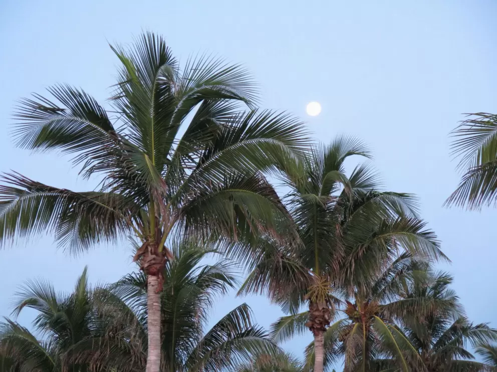 Full moon and coconut trees in the early morning.