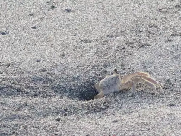 Cute crab!