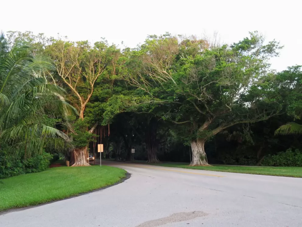 The beginning of the banyan tree tunnel, at sunrise.