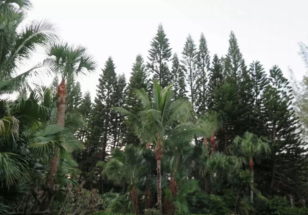 Norfolk pines on the island, at sunrise.