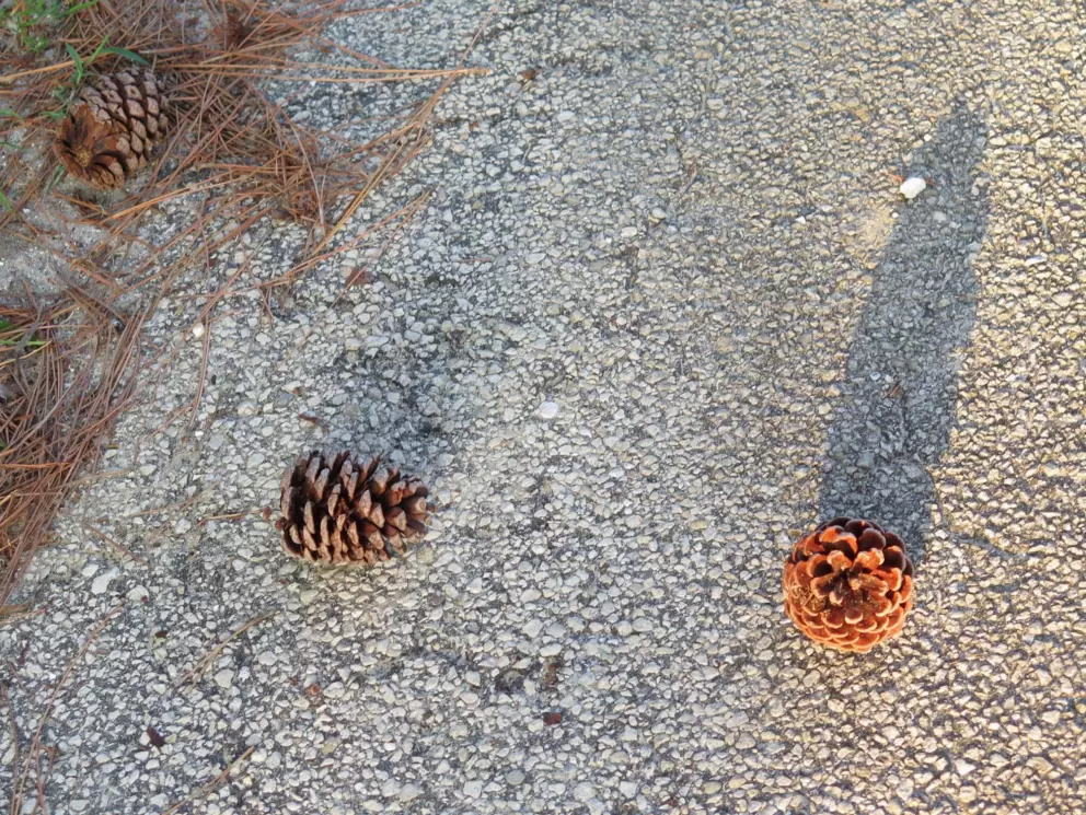 Pine cones along the path.