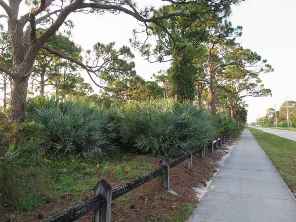 The sidewalk beside forest.