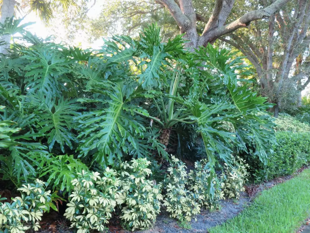 Landscaping along Gomez Ave.