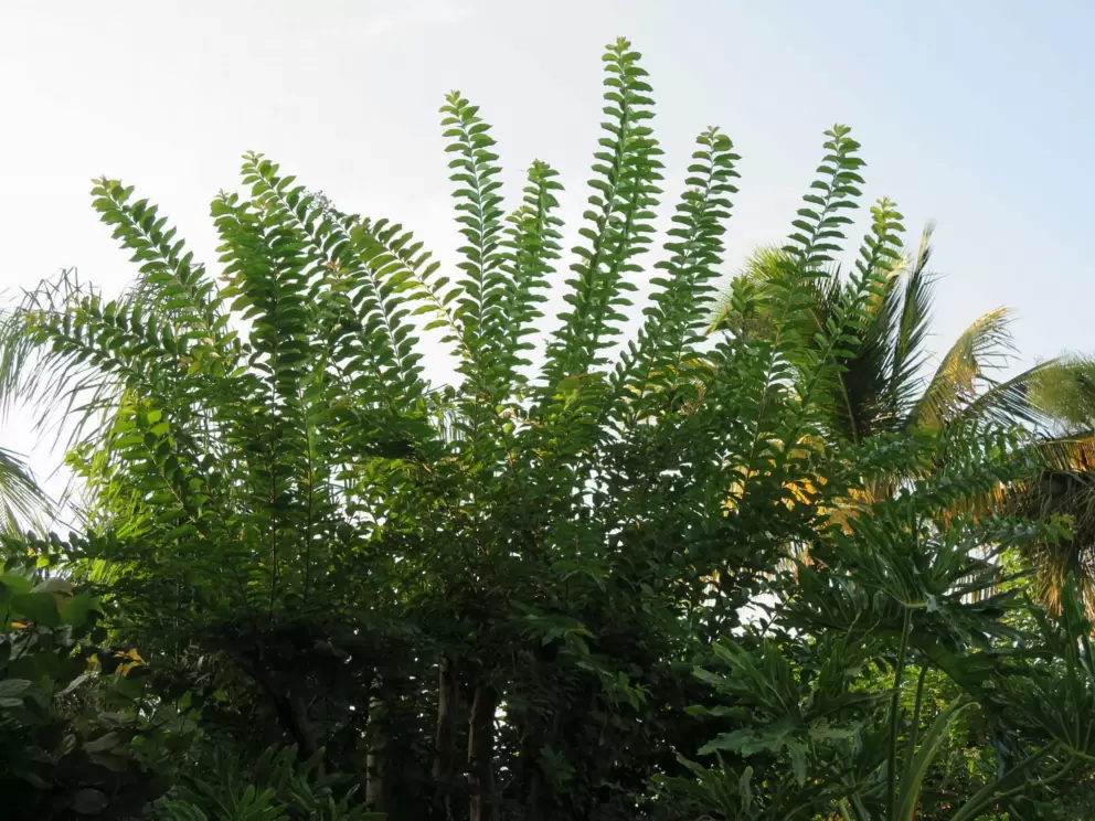 Looking up at plants.