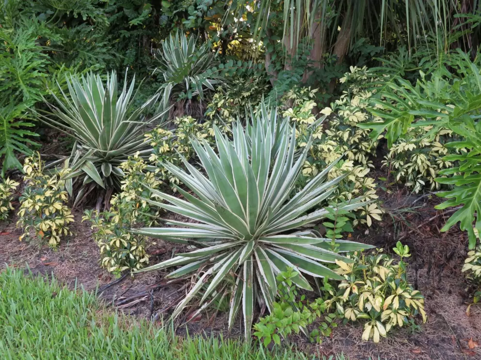 Beautiful landscaping outside the gated communities.