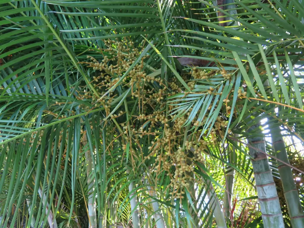 Berries in the palms.
