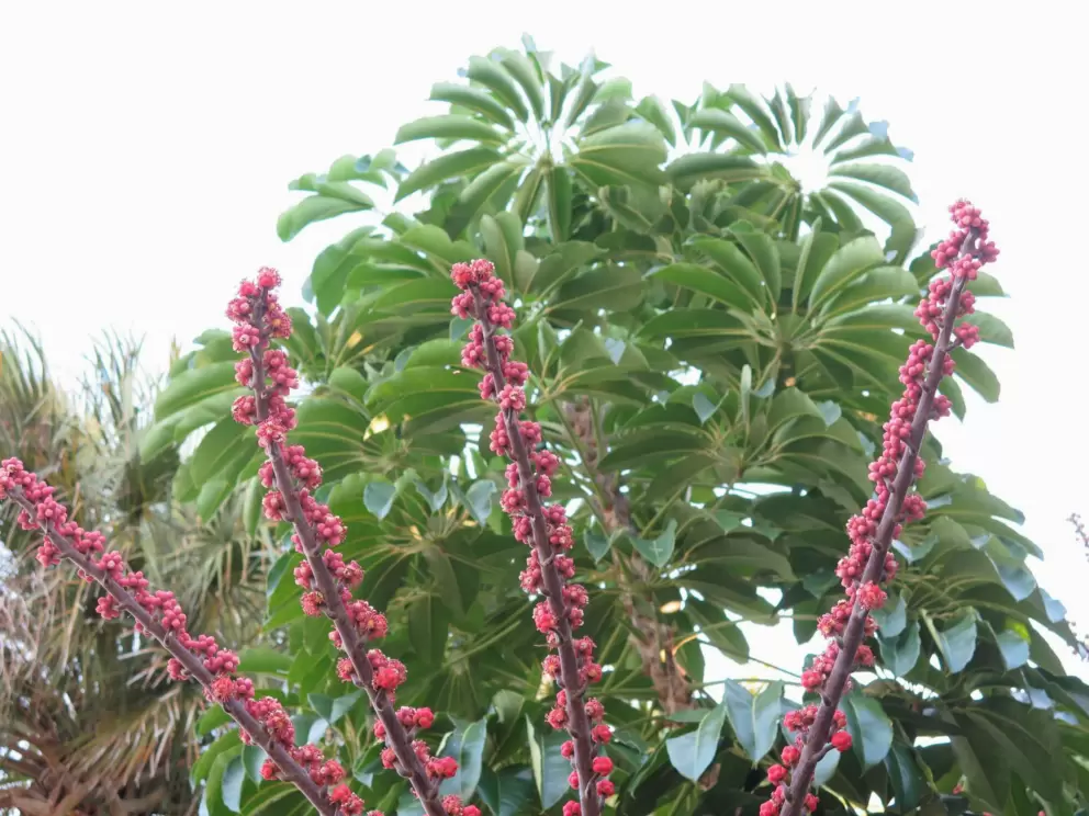 Cute plants!