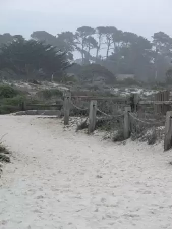 Beach and trees in distance.