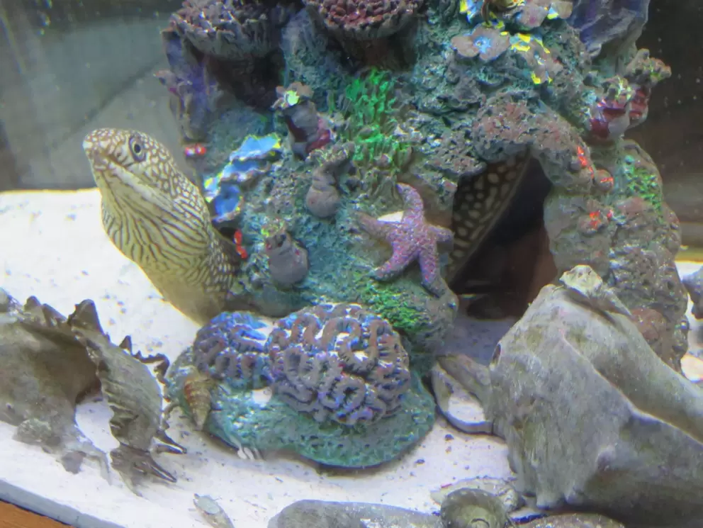 Eel and starfish!