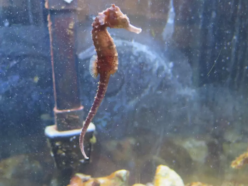 Seahorse!
