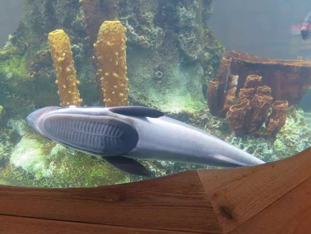 Suckerfish that looks like it has a sneaker sole on its head! 