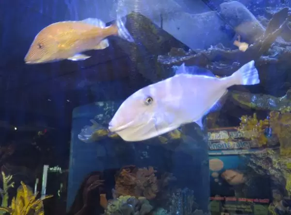 Large fish swim by.