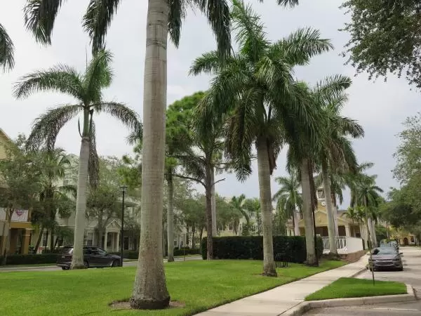 Rows of royal palms always look amazing, at Botanica development.