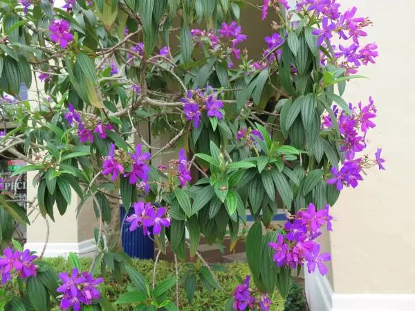 Purple flowers!