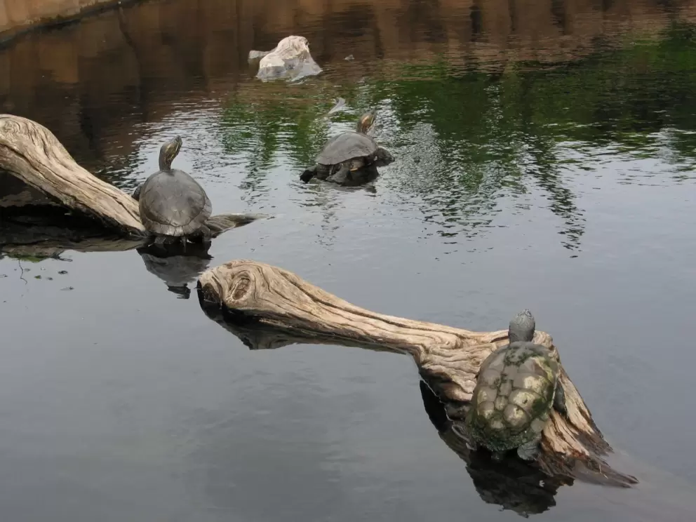 Small turtles share the monkey exhibit.