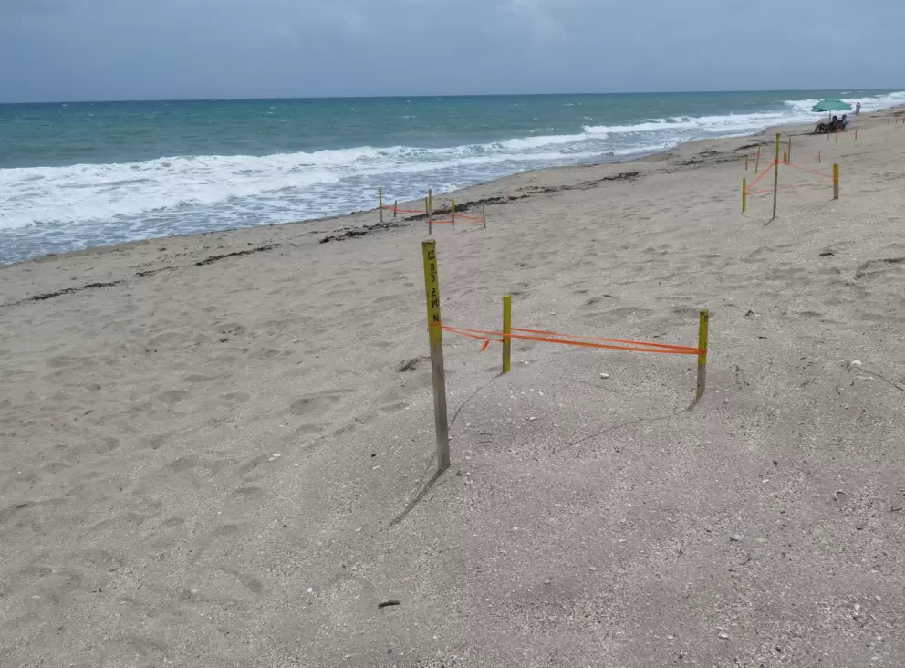 Turtle nest along the beach.