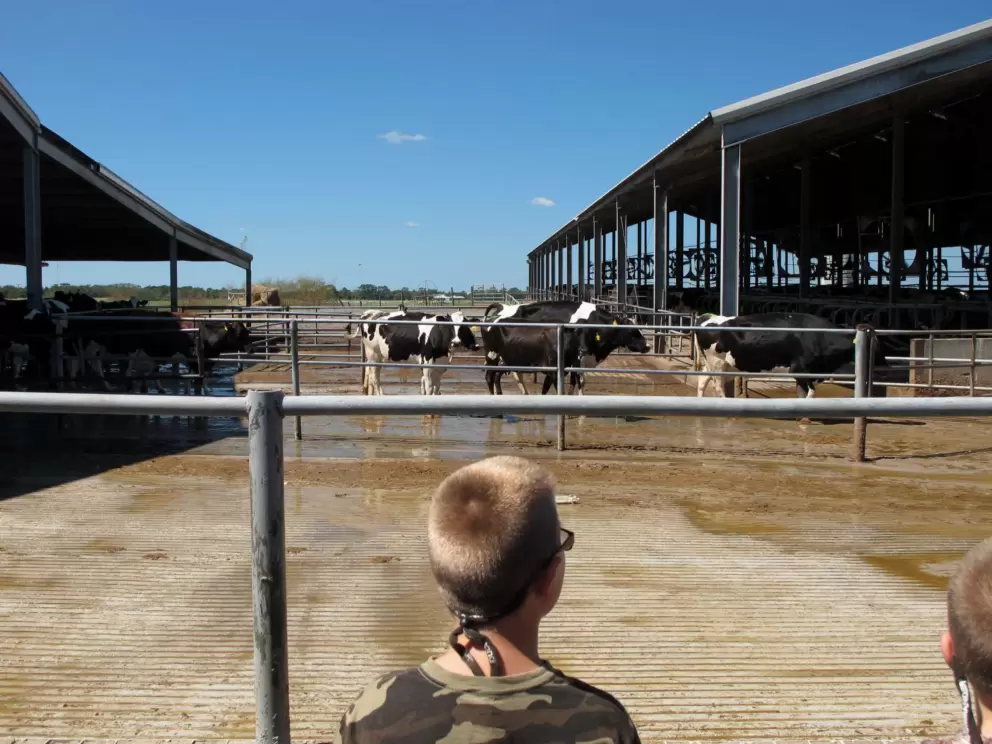 A boy checks out the cows.