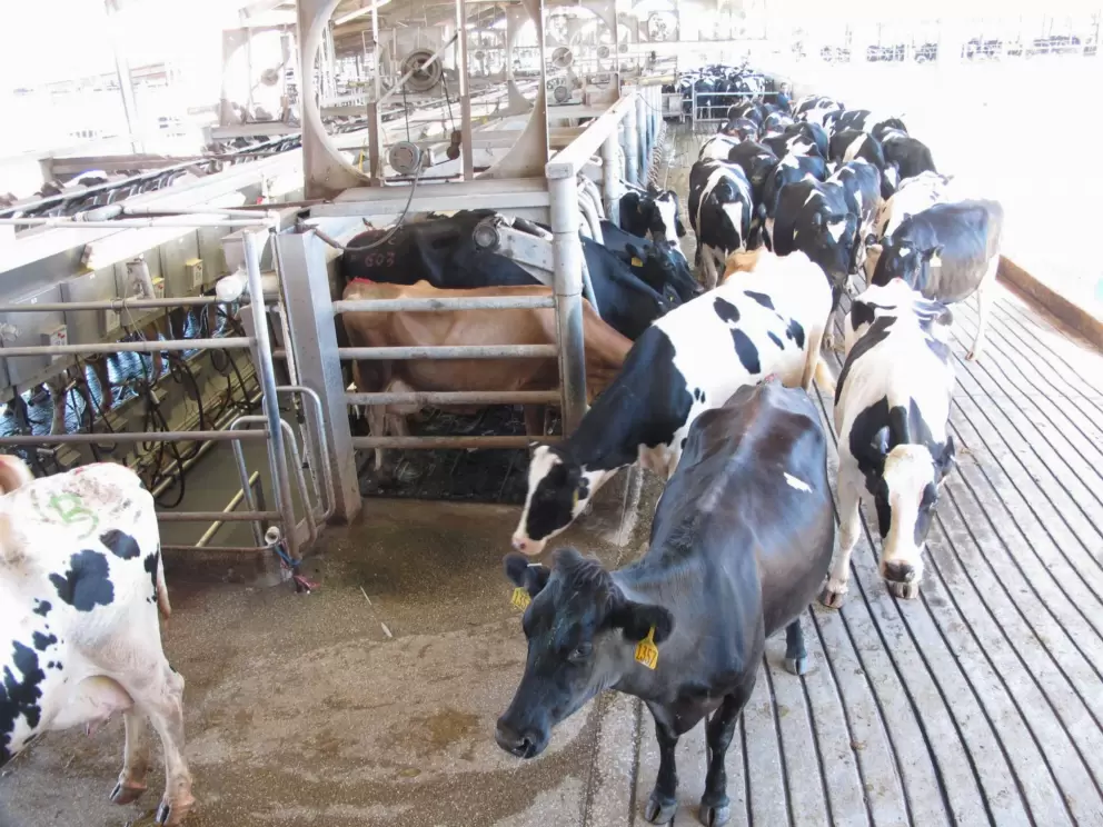 Cows leaving after being milked.